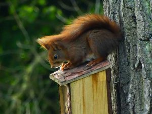 Squirrel Removal in Winchester, MA