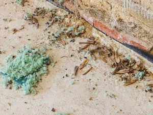 What Is the Best Way to Clean Mouse Droppings?
