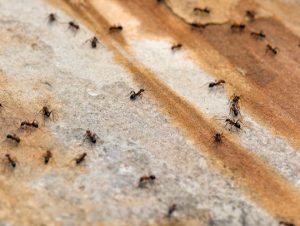 Ant Control in Boston