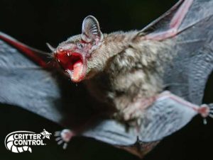 7 Bat Facts Every Homeowner Should Know