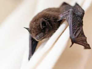 Bat Removal in Beverly, MA