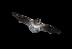 Bat Removal in Brookline, MA