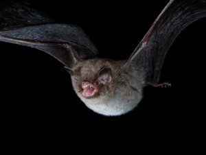 Bat Removal in Milton, MA