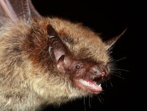 Bat Removal in Salem, MA
