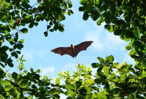 Bat Removal in Watertown, MA