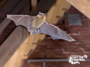 Bat Removal in Wellesley, MA