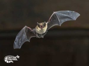 Bat removal Needham, MA