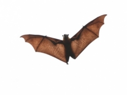 Flying Bat