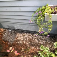 Hammered in Underground fence along a foundation with a one way door to evict the skunk living under the home Dug in Underground Exclusion Fence 13