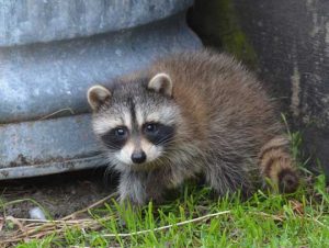 Critter Control® of Arlington, MA
