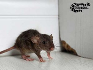 Critter Control® of Beverly, MA