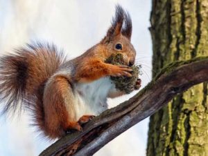 Critter Control® of Billerica