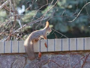 Critter Control® of Braintree