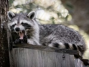 Critter Control® of Brookline, MA