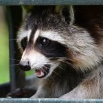 Critter Control® of South Boston