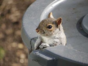 Critter Control® of Dorchester
