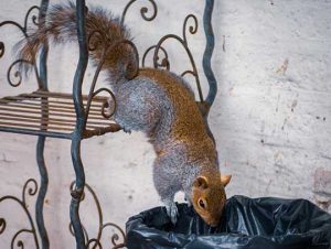 Critter Control® of Dracut