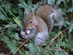 Critter Control® of Dunstable