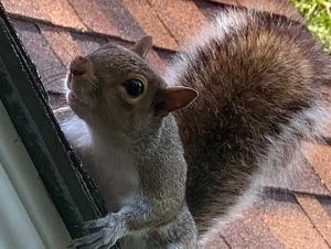Critter Control® of Everett