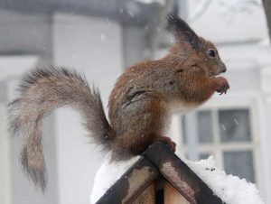 Critter Control® of Jamaica Plain
