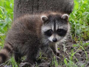 Critter Control® of Lincoln, MA