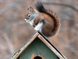 Critter Control® of Mattapan