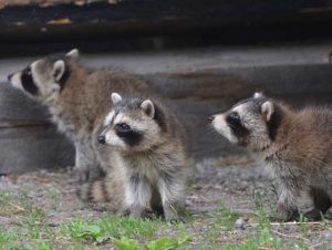 Critter Control® of Medford, MA