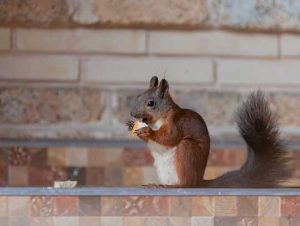 Critter Control® of Melrose