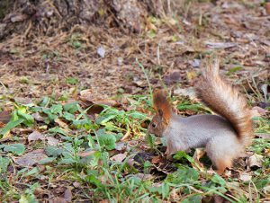 Critter Control® of Newton, MA