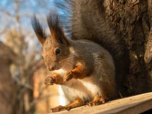 Critter Control® of North Billerica