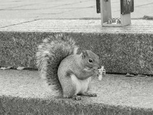 Critter Control® of Norwood