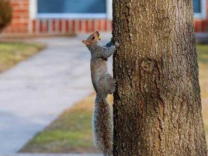 Critter Control® of Reading