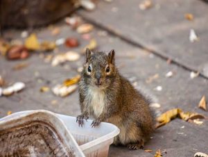 Critter Control® of Roxbury, MA