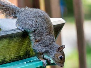 Critter Control® of Stoughton