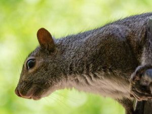 Critter Control® of Tyngsboro