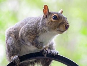 Critter Control® of Wakefield