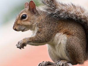 Critter Control® of Waltham, MA
