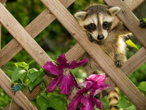 Critter Control® of Winchester, MA