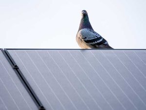 Do Solar Panels Harm Wildlife?