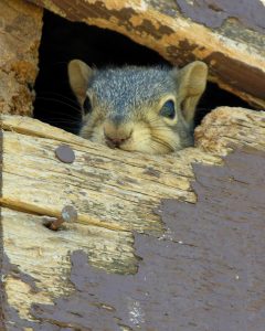 squirrel removal north reading, ma