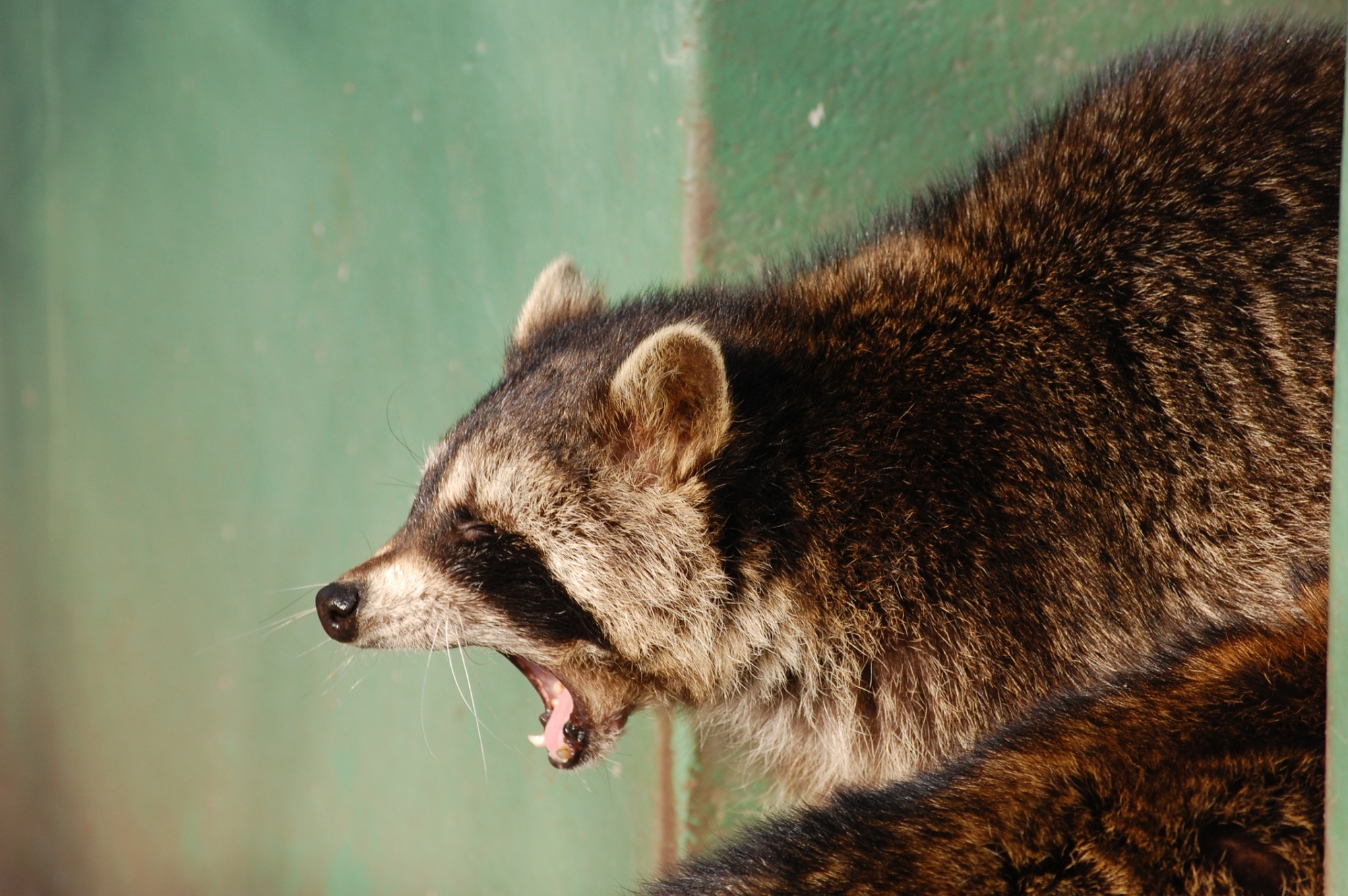 Raccoon Control Services | Boston Raccoon Removal