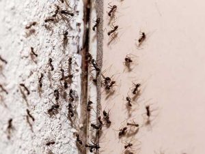 6 Effective Pest Control Methods for Your Home