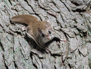 How to Get Rid of Flying Squirrels