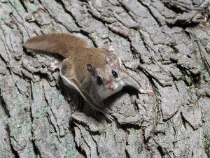 Flying Squirrel in the Attic - Humane Removal of Flying Squirrels