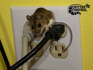 How Do Exterminators Get Rid of Mice?
