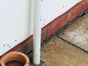 How Do I Permanently Get Rid of Ants Outside?