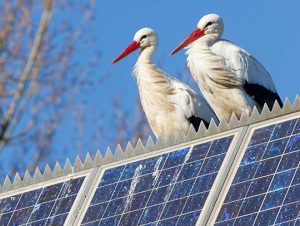 How Do You Protect Solar Panels From Animals?
