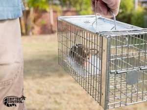 How Much Does a Rat Exterminator Cost?