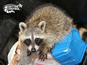 How Much Does Raccoon Removal Cost?