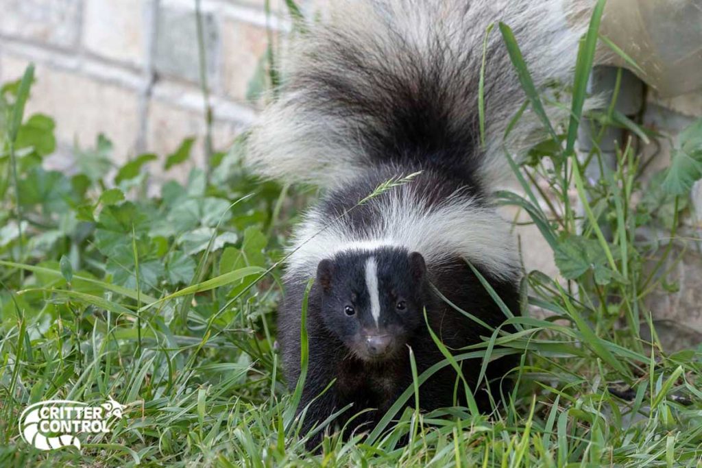 How to Get Rid of Skunks from Your Garden